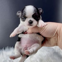 Vixen - Black and tan female Chihuahua puppy in Simpsonville, South Carolina from N&T's Chihuahuas