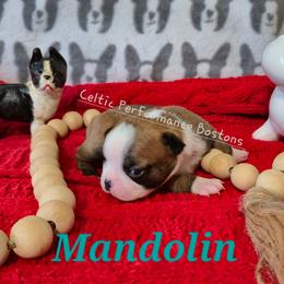 Girl 1 - Red female Boston Terrier puppy in Griffin, Georgia from Celtic Kennel Bostons