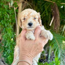 Asher - Cream male Goldendoodle puppy in Fort Myers, Florida from Daisy Doodles LLC