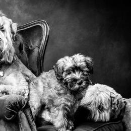 Soft Coated Wheaten Terriers from Swheatie Life