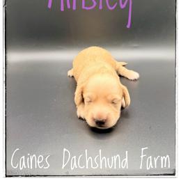 Ainsley - Cream female Dachshund puppy in Cincinnati, Ohio from Caines Dachshund Farm