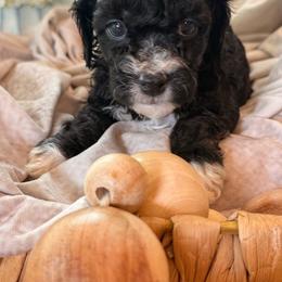 Coral - Merle female Cockapoo puppy in Saint Louis, Missouri from Jax Doodles