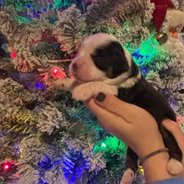 Autumn - Black tri female Toy Australian Shepherd puppy in Princeton, Louisiana from Legacy Hill Aussies