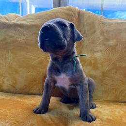 Buzz - Brindle male Great Dane puppy in Jerusalem, Arkansas from Mara Danes