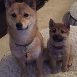Pomskies and Shiba Inu from Arctic Kennels (Pomskies, Akitas & Shibas)
