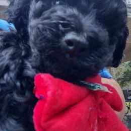 B2 - Black phantom male Aussiedoodle puppy in Silsbee, Texas from Jeanah's Pups