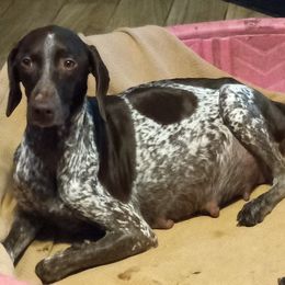 Sadie - German Shorthaired Pointer