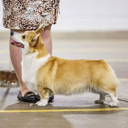 Pembroke Welsh Corgis from Hart's Pembroke Welsh Corgis