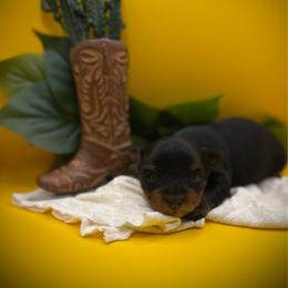 Cory - Black and tan male Yorkshire Terrier puppy in Hastings, Nebraska from Promise Land Pets