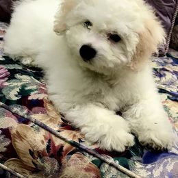 Bichon Frise Puppies from Laura Magpali