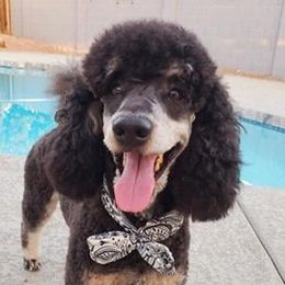 Poodles from Ocotillo Ranch Poodles and Stud Service