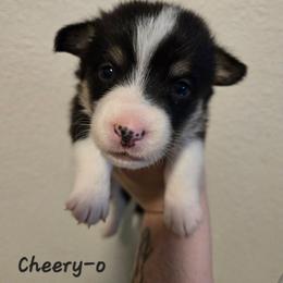 Cheery-o - Black and tan male Pembroke Welsh Corgi puppy in Citrus Heights, California from The Joy of Corgis