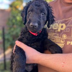Curly-Coated Retriever Puppies from CHAPARRAL CURLY RETRIEVERS