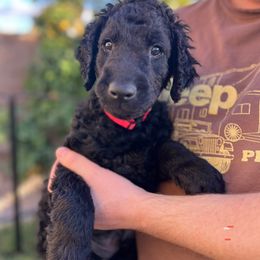 Curly-Coated Retriever Puppies from CHAPARRAL CURLY RETRIEVERS