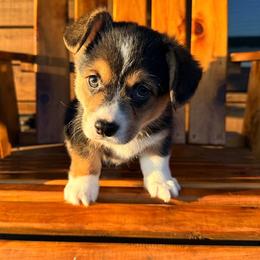 Johnny - Black and tan male Pembroke Welsh Corgi puppy in El Dorado Springs, Missouri from Trixie Dixie