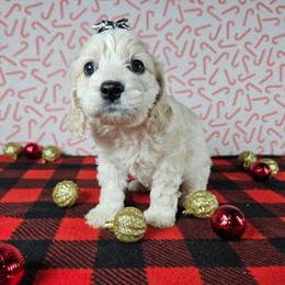 Rudolph - Buff and white male Cockapoo puppy in Bronson, Florida from Tabler Family Puppies