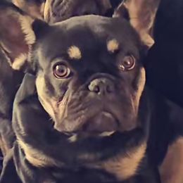 Bubs - French Bulldog
