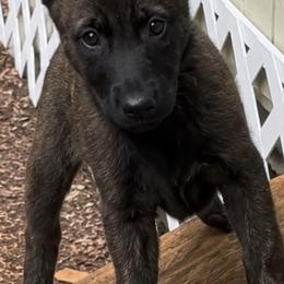 Belgian Malinois and xDutch Shepherd Puppies from Kaizen von Ruach Malinois