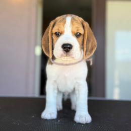 FRITTER - Purple Boy - Black white and tan male Beagle puppy in Las Vegas, Nevada from Vegas Valle Beagles