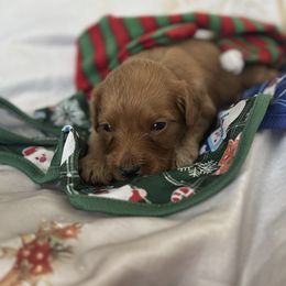 Boy 4 - male Goldendoodle puppy in Waynesboro, Virginia from Forest Creek Kennel