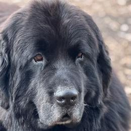 Hugo - Newfoundland