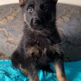 Teal collar boy - Bi-color male German Shepherd puppy in Coleta, Illinois from Four Leaf Farm- Vom Vierblättriges Bauernhof