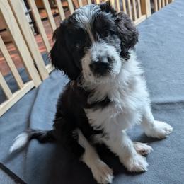 Revere - Black and white male Aussiedoodle puppy in New Durham, New Hampshire from Ridgeview Aussiedoodles