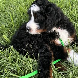 Bernedoodle Puppies from Palmetto Bernedoodles Boutique