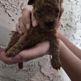 Rusty - Red  male Poodle puppy in Chandler, Arizona from Fabi toy Poodle