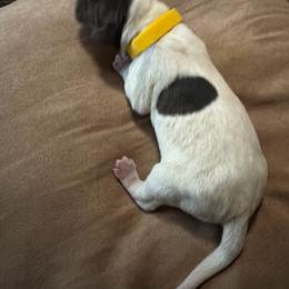 Yellow Boy - White and liver male German Shorthaired Pointer puppy in Alba, Texas from Ballard Gun Dogs