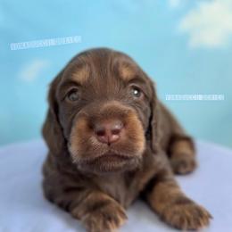 Cessna - Chocolate and tan female Dachshund puppy in Chandler, Arizona from Vonaducci Doxies, LLC.