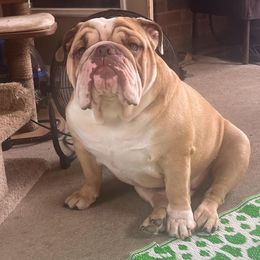 Bulldog Puppies from English Bulldogs of the Seven Hills