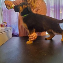 German Shepherd Puppies from Persevere Kennels