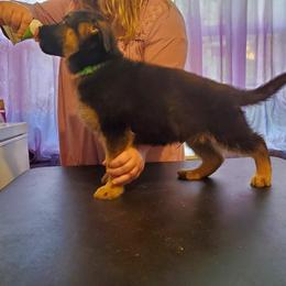 German Shepherd Puppies from Persevere Kennels