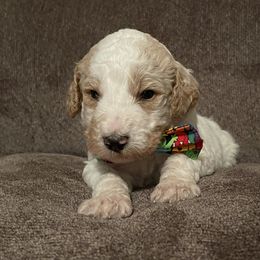Bernedoodle Puppies from Northern NY Bernedoodles