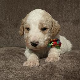 Bernedoodle Puppies from Northern NY Bernedoodles