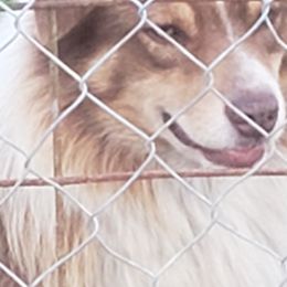 Tank - Australian Shepherd