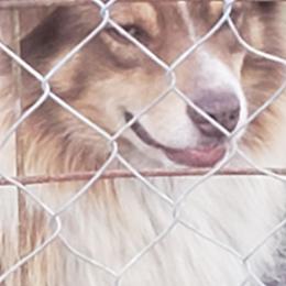 Tank - Australian Shepherd