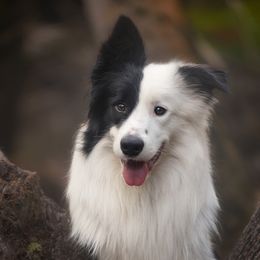 Chupacabra - Border Collie