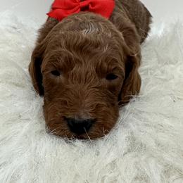 Red boy - Red  male Goldendoodle puppy in Waskom, Texas from Pearls & Curls doodles & poodles