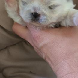 Clover - White female Pekingese puppy in Brown City, Michigan from Sweet Pekes