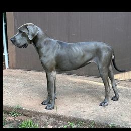 Zane - Great Dane