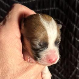 Hazelnut - Sable female Pembroke Welsh Corgi puppy in Lima, New York from Hickory Springs Corgis