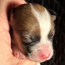 Hazelnut - Sable female Pembroke Welsh Corgi puppy in Lima, New York from Hickory Springs Corgis