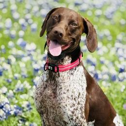 Remi - German Shorthaired Pointer
