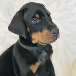 Boy 2 - Black and rust male Doberman Pinscher puppy in Murrieta, California from Noble Doberman
