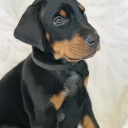 Boy 2 - Black and rust male Doberman Pinscher puppy in Murrieta, California from Noble Doberman