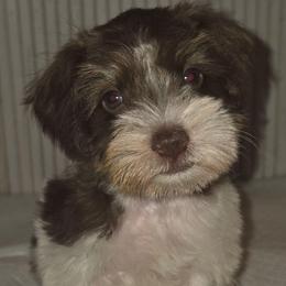 Spanky - Liver male Miniature Schnauzer puppy in Bloomington, California from Michael's Minis
