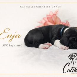 Enja - Mantle female Great Dane puppy in Liberty, New York from Catskills Greatest Danes