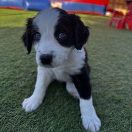 Aussiedoodle Puppies from Penny’s Pals